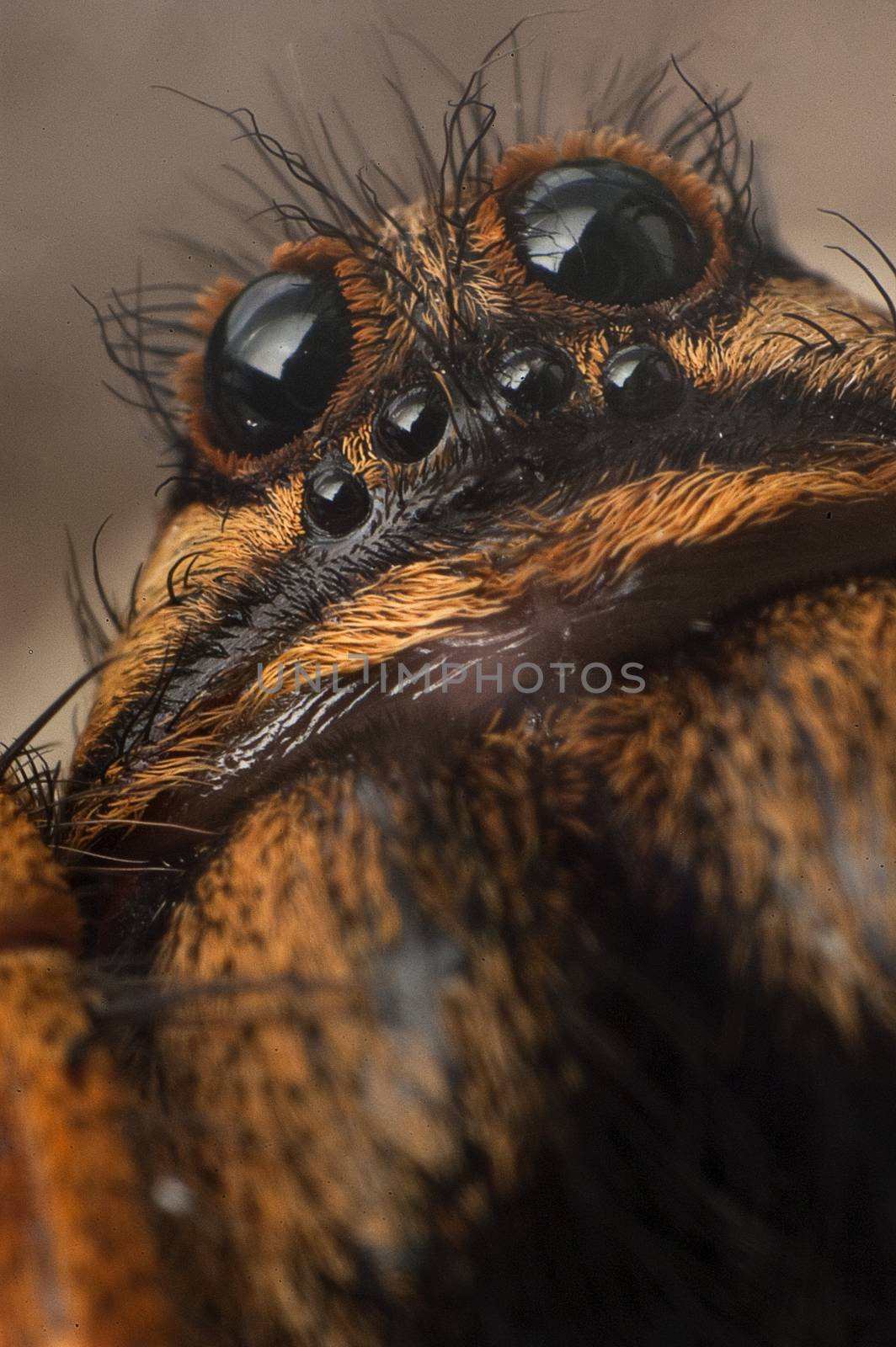 Closeup wolf spider species,Lycosa tarantula by jalonsohu@gmail.com