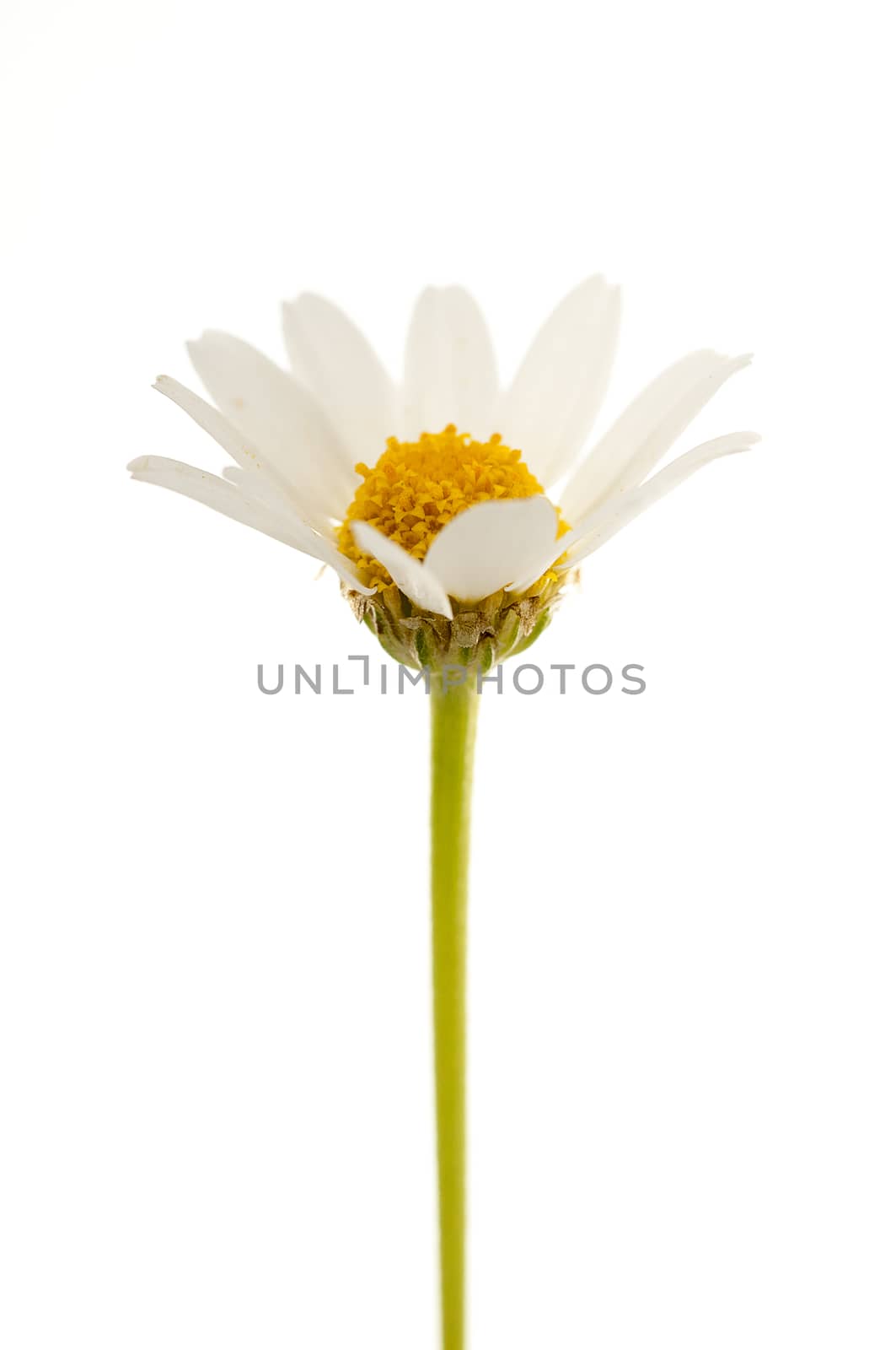 Common daisy (Bellis perennis) with white background by jalonsohu@gmail.com