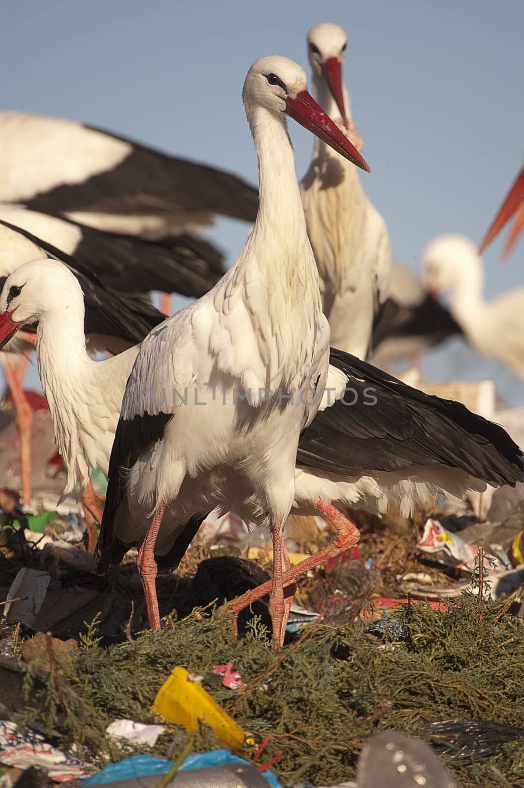 Group of white stork in the garbage, Ciconia ciconia by jalonsohu@gmail.com