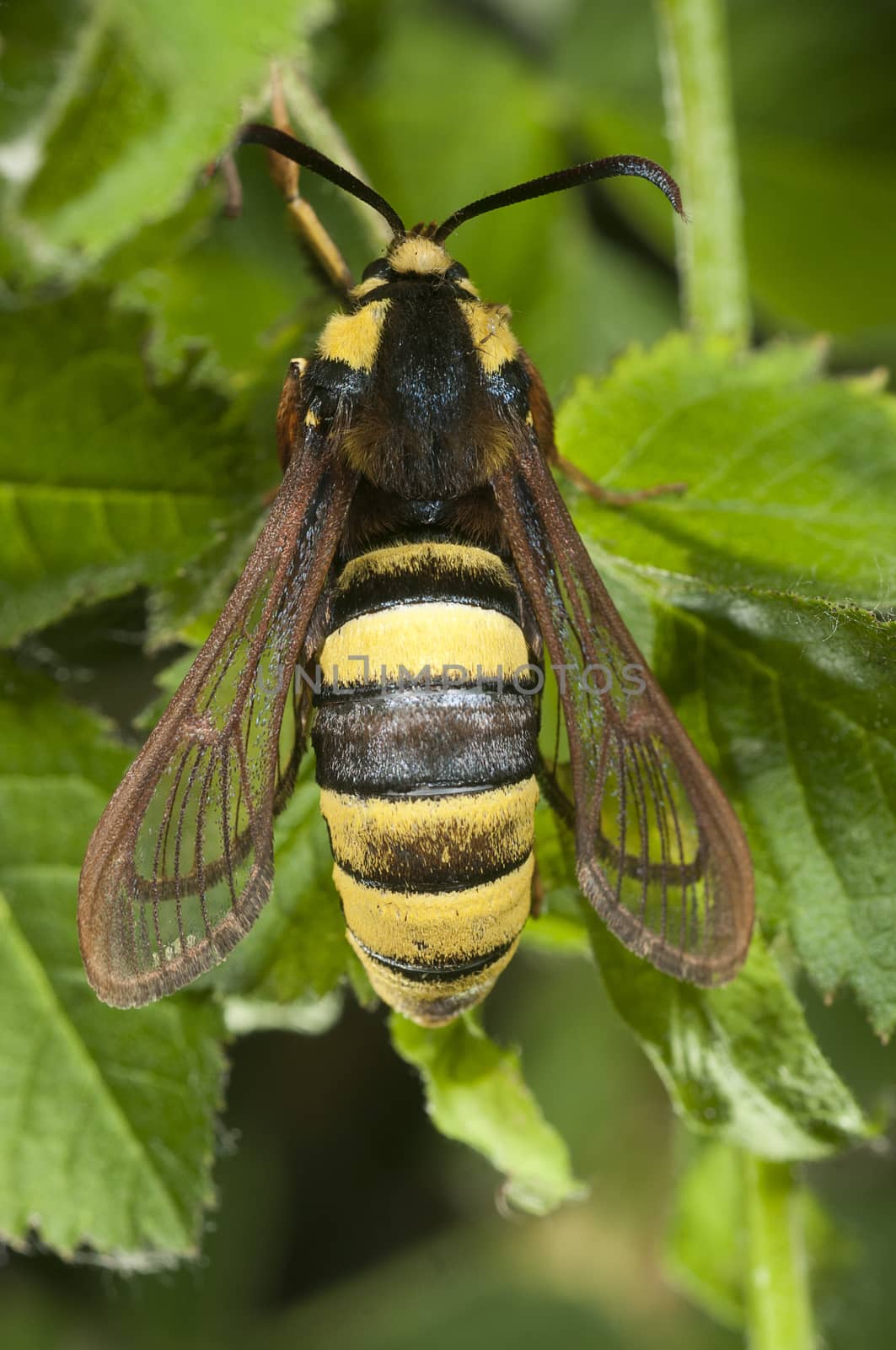 Hornet Moth (Sesia apiformis),butterfly