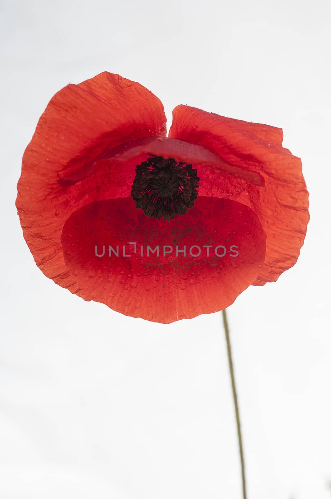Red poppy flower with white background (Papaver rhoeas)  by jalonsohu@gmail.com