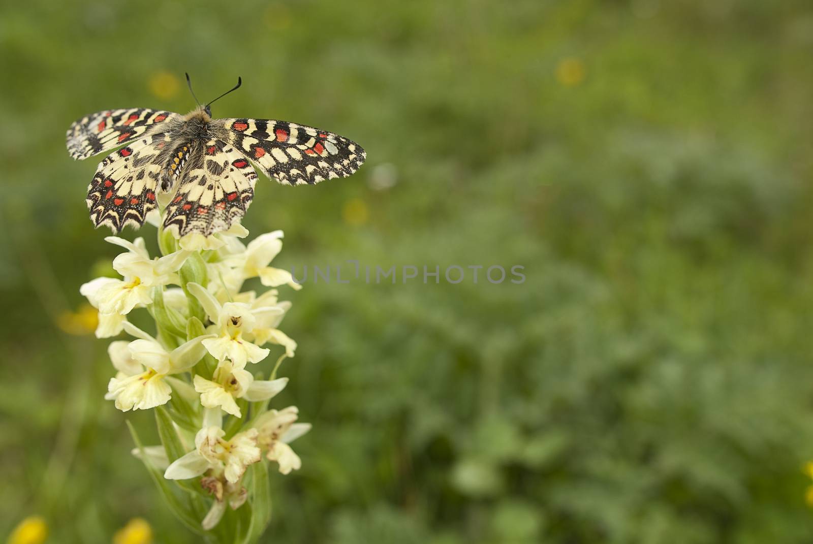 Spanish Festoon butterfly Zerynthia rumina perched on an orchid, Orchis insularis