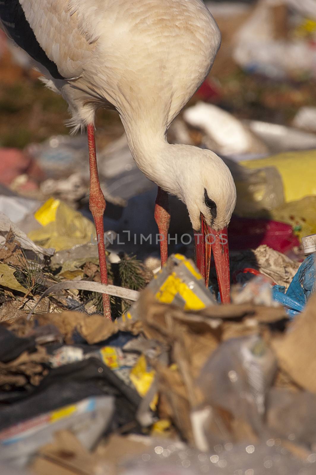 white stork looking for food in the garbage, Ciconia ciconia by jalonsohu@gmail.com