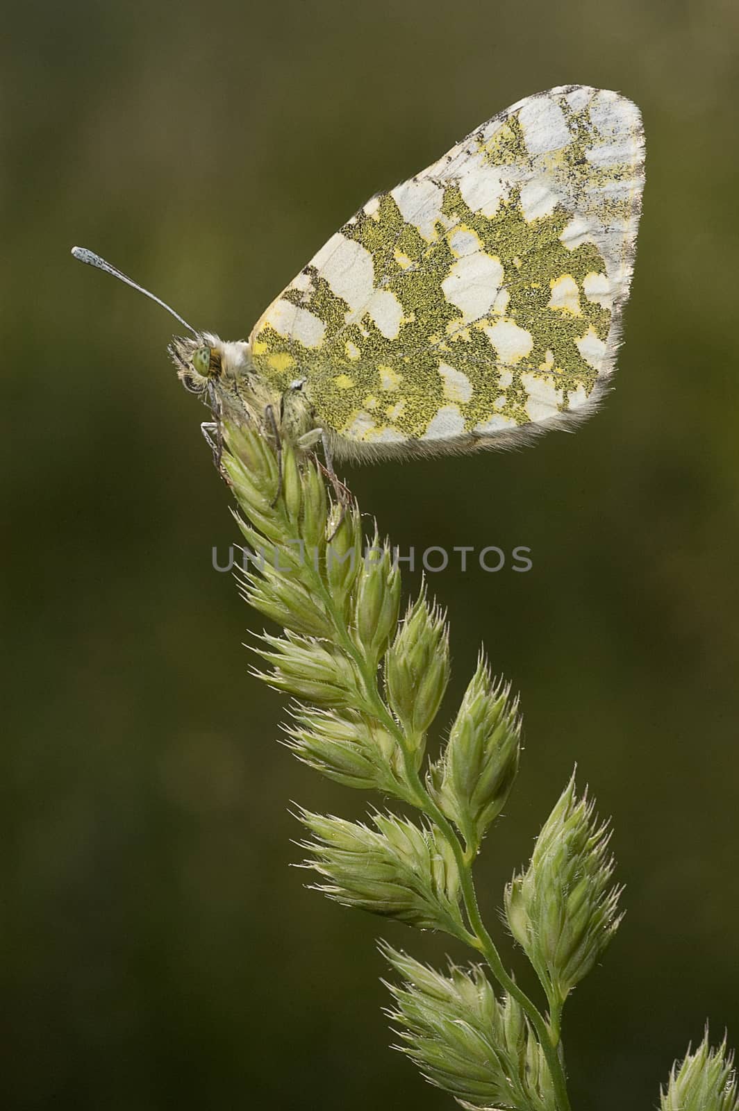 The orange tip butterfly (Anthocharis cardamines) by jalonsohu@gmail.com