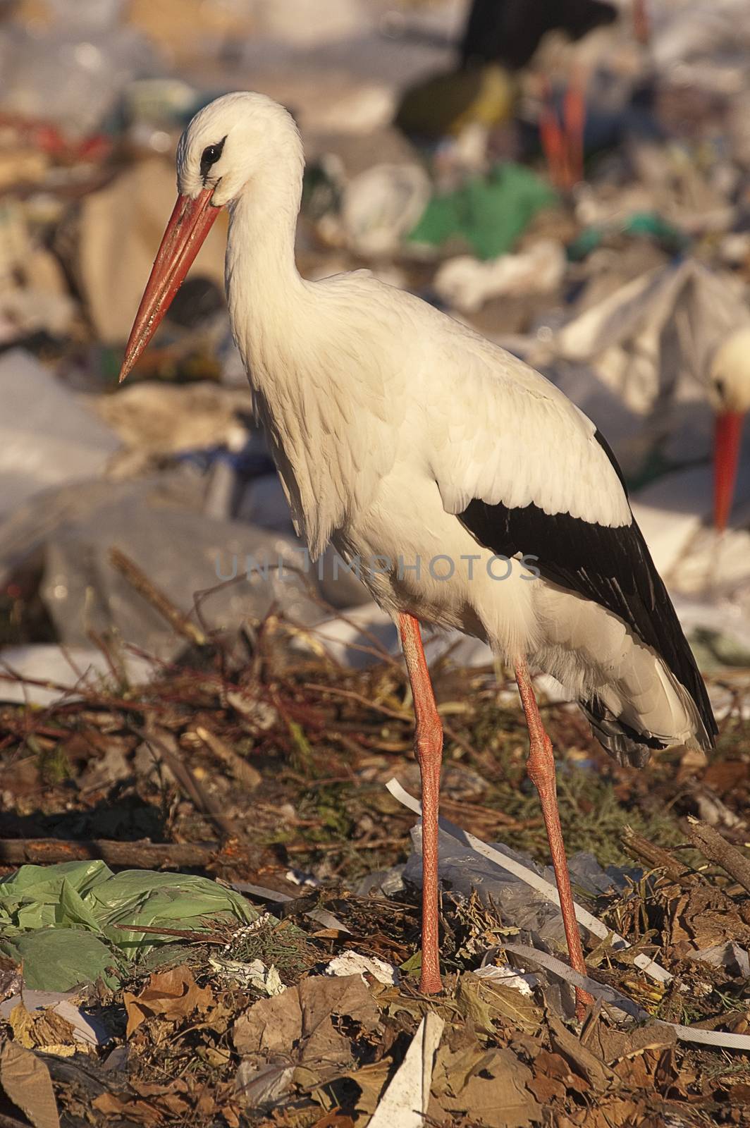 white stork looking for food in the garbage, Ciconia ciconia
