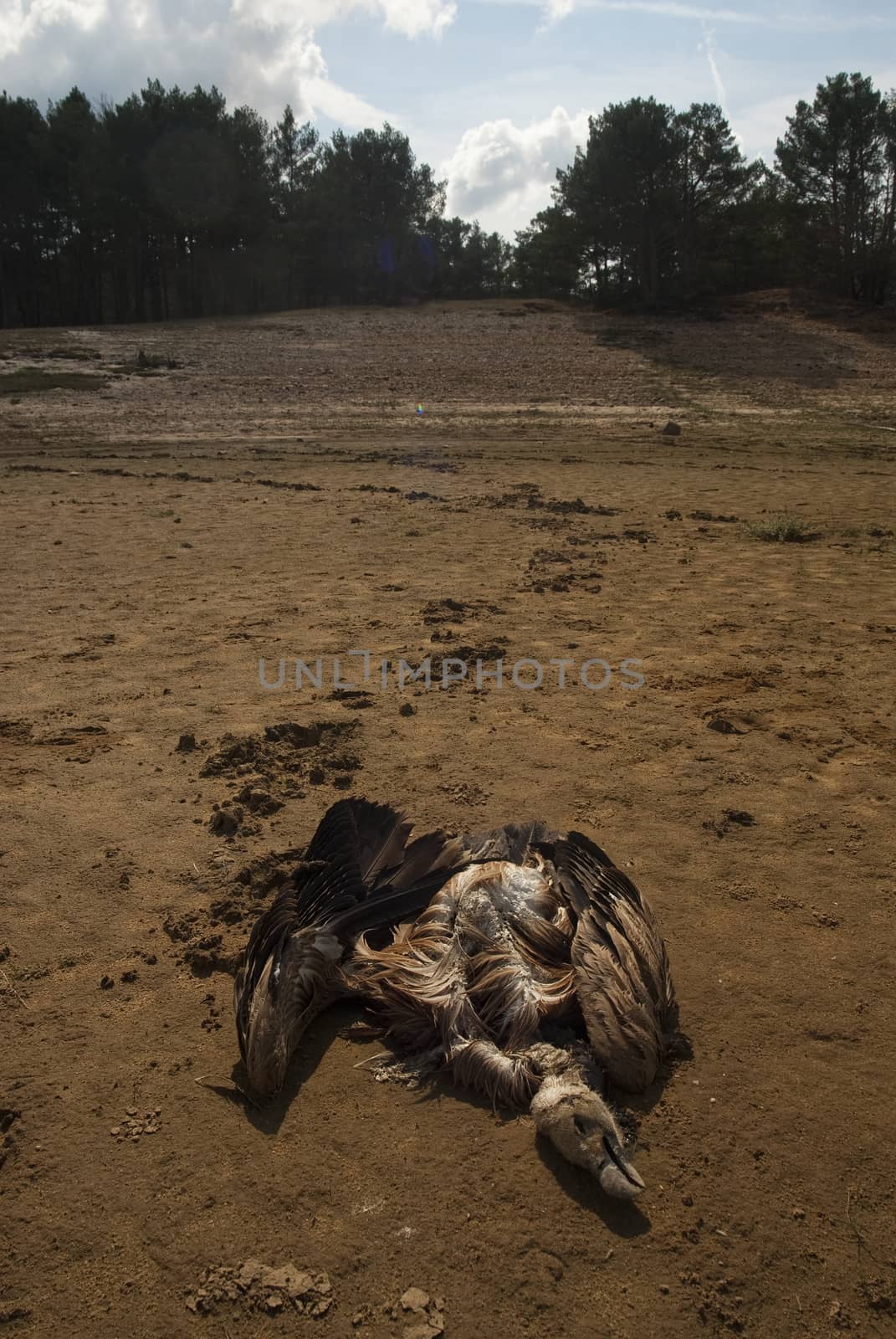 A vulture killed by poison in the dry bed of a reservoir, Gyps fulvus