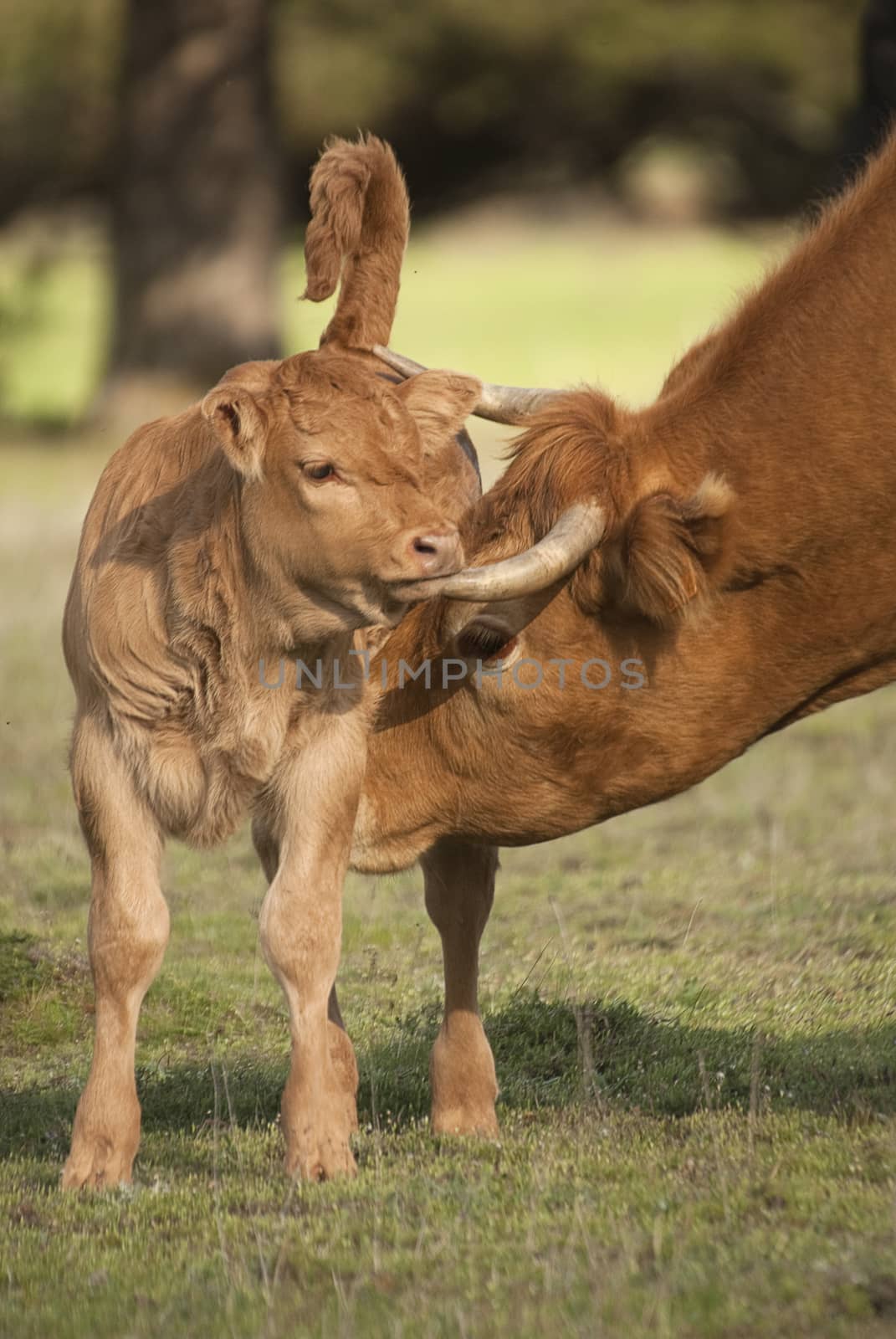 A newborn calf and his mother a cow
