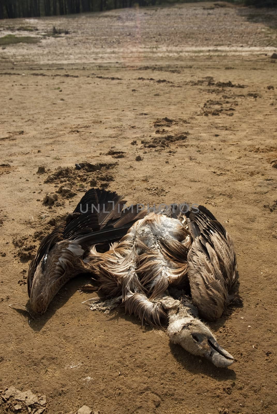 A vulture killed by poison in the dry bed of a reservoir, Gyps f by jalonsohu@gmail.com
