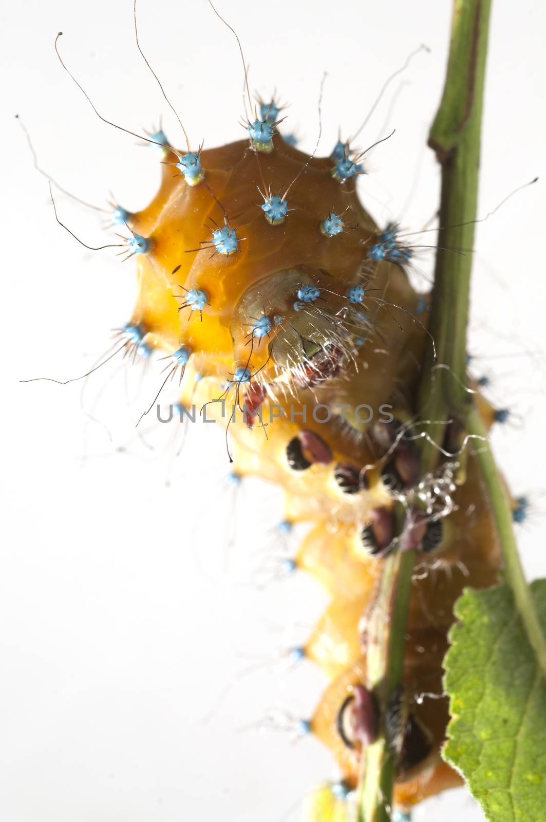 Caterpillar of the Giant Peacock Moth, Saturnia pyri, in front o by jalonsohu@gmail.com