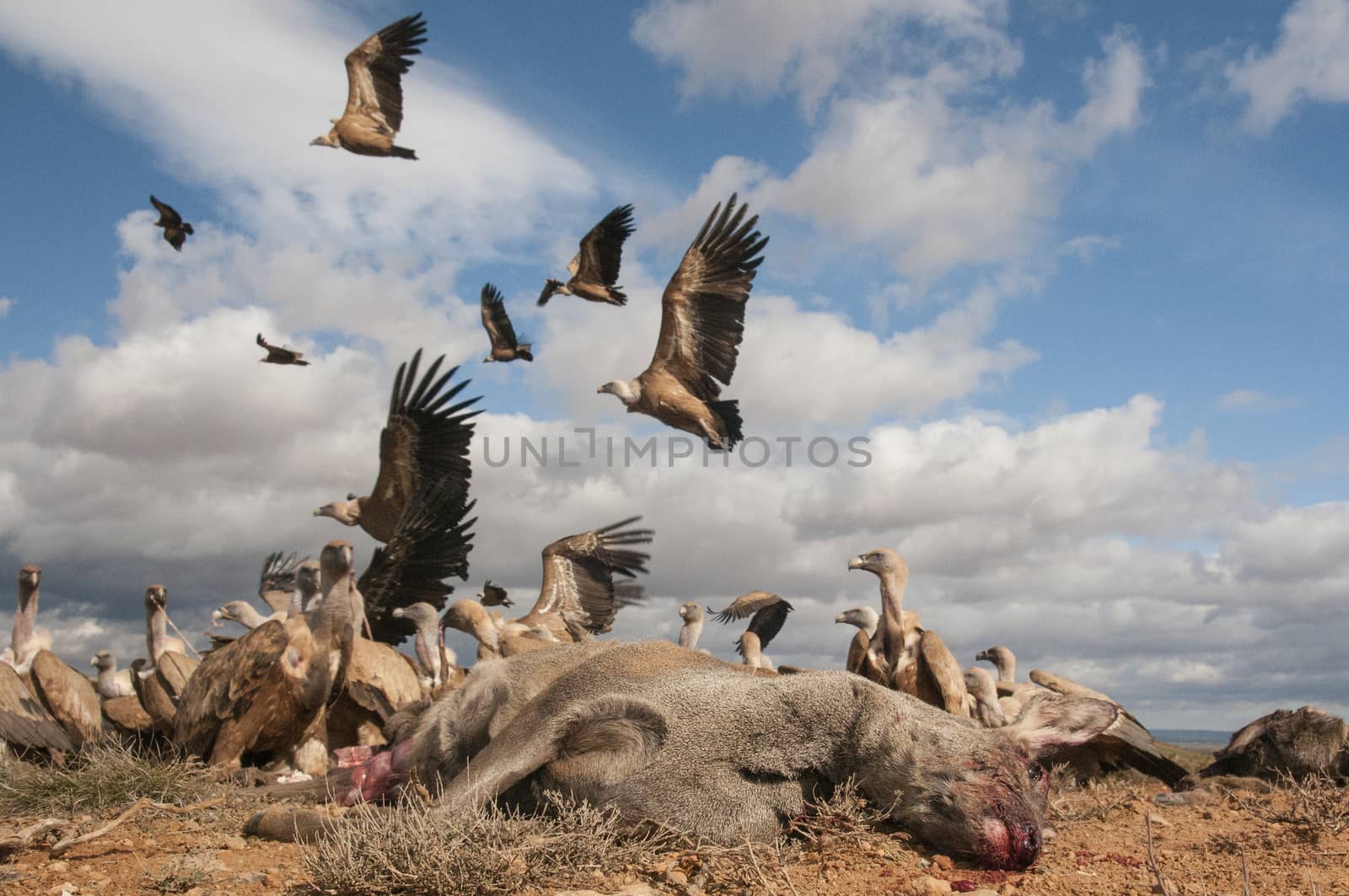 Griffon Vulture, Gyps fulvus, large birds of prey in flight and going down to eat a roe deer, Capreolus capreolus