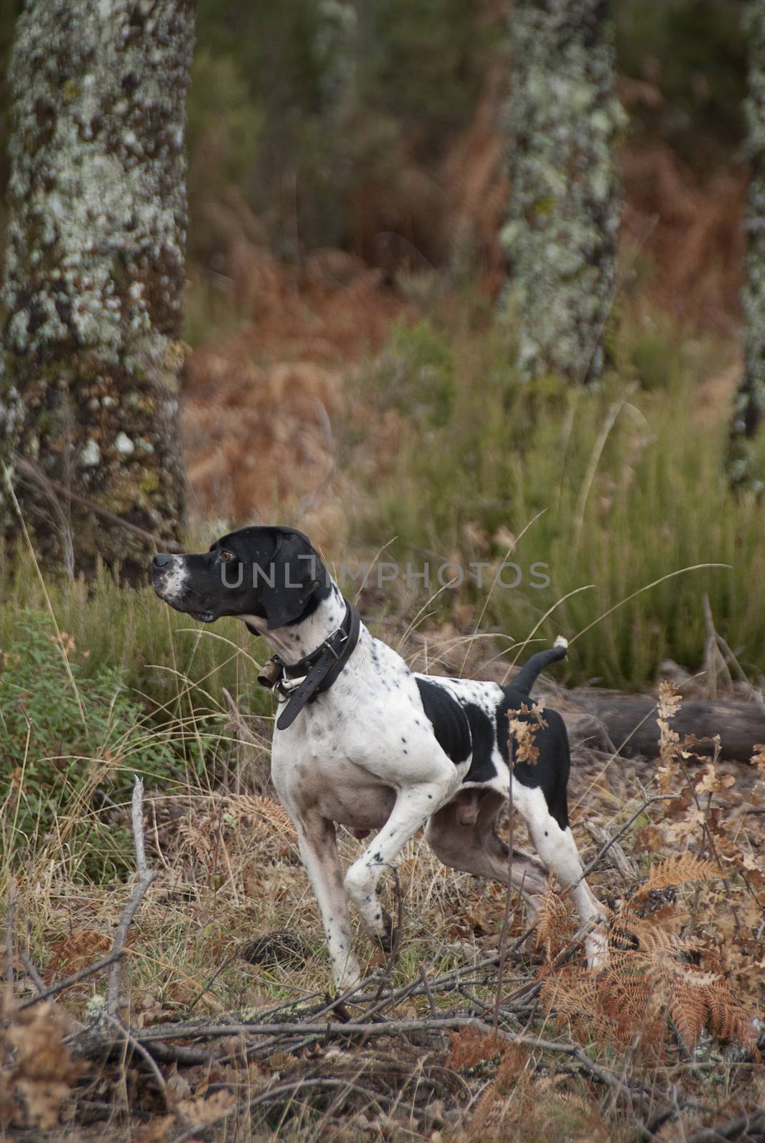 Hunting dog, pointer breed, pointing by jalonsohu@gmail.com