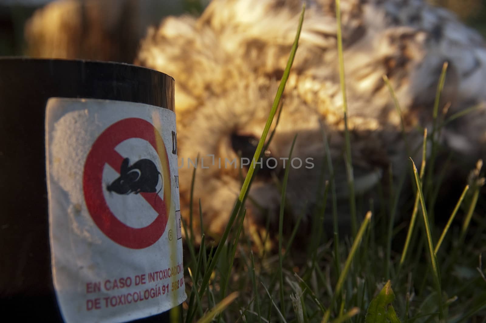 Owl poisoned by rat poison. Eurasian Tawny Owl, Strix aluco