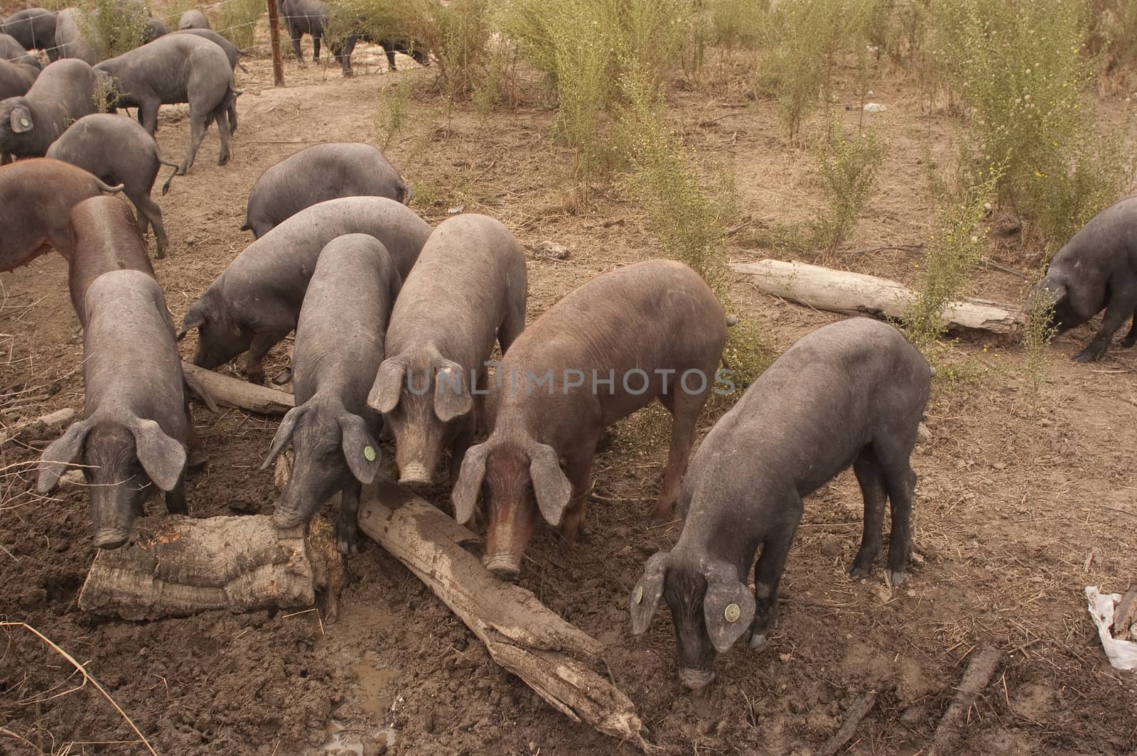 Pigs of the Iberian breed, Spain, Pata negra, Jabugo