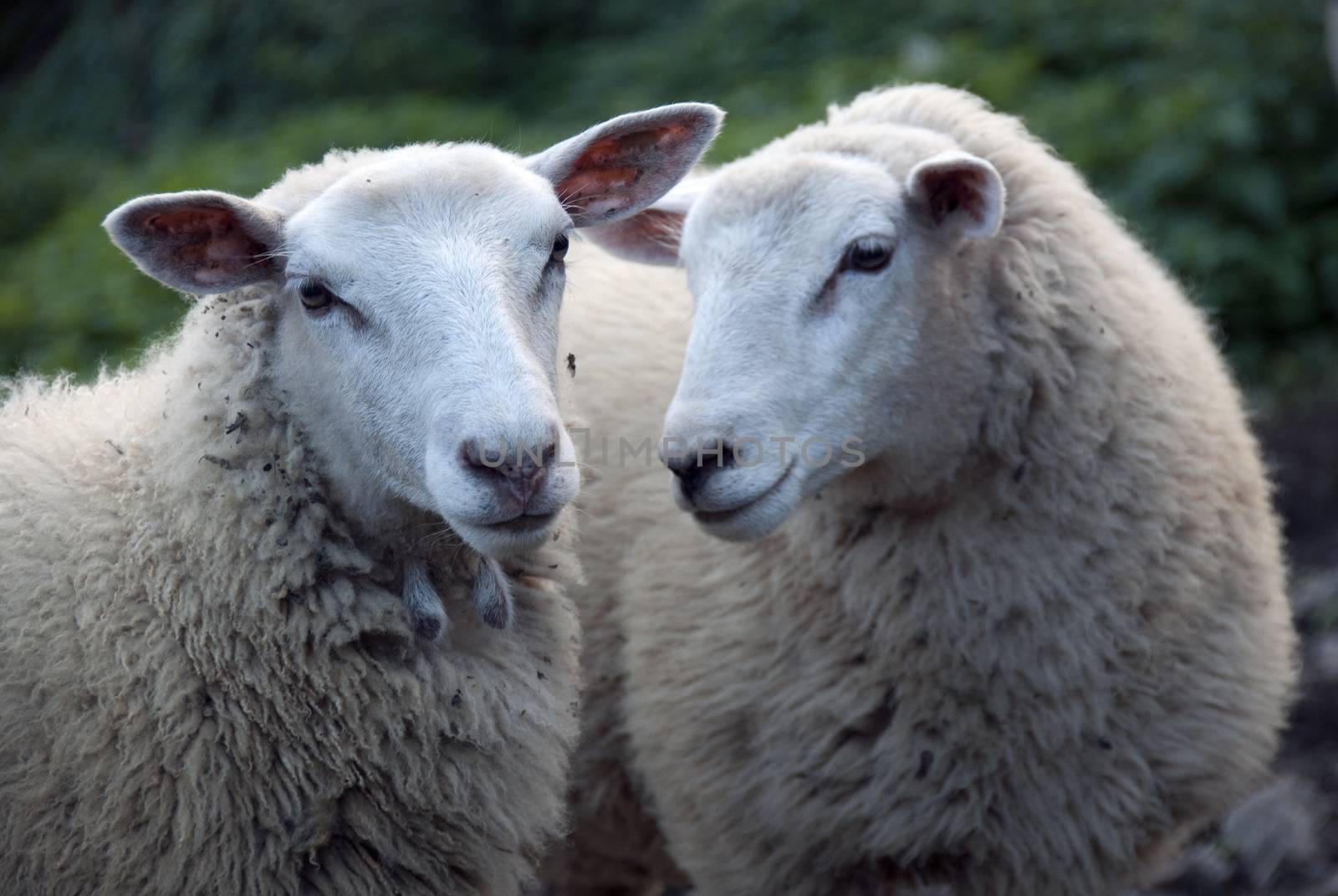 Portrait of sheep with wool