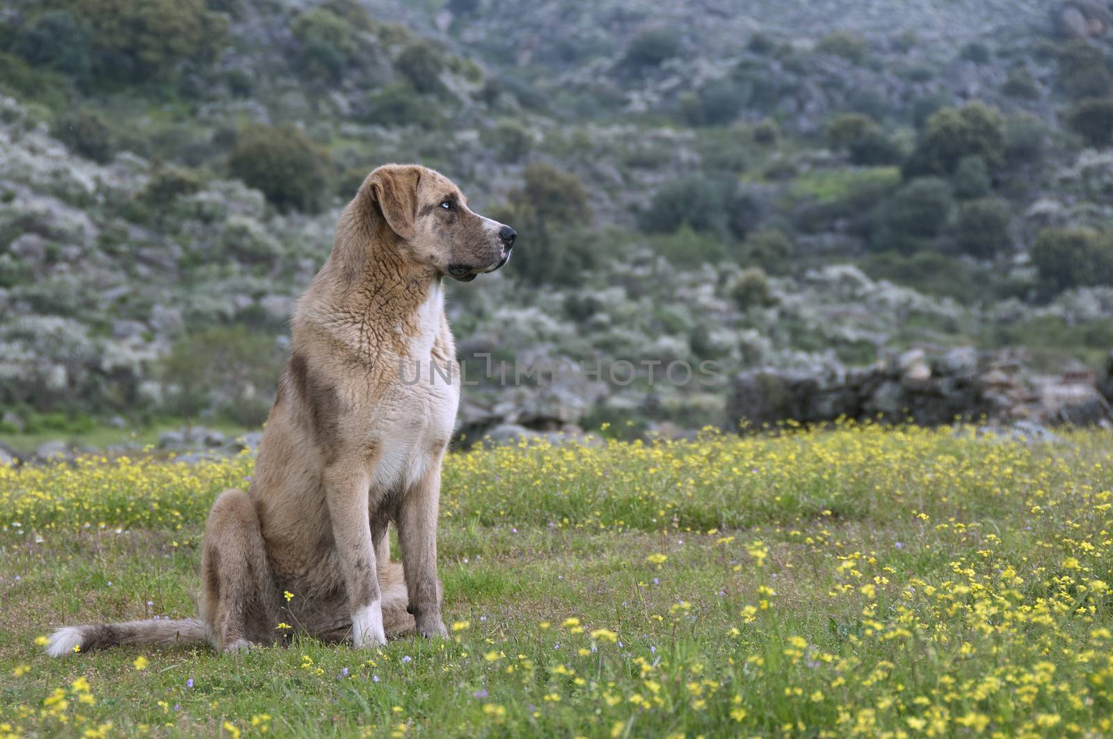 Portrait of sheepdog in a meadow, breed Mastin