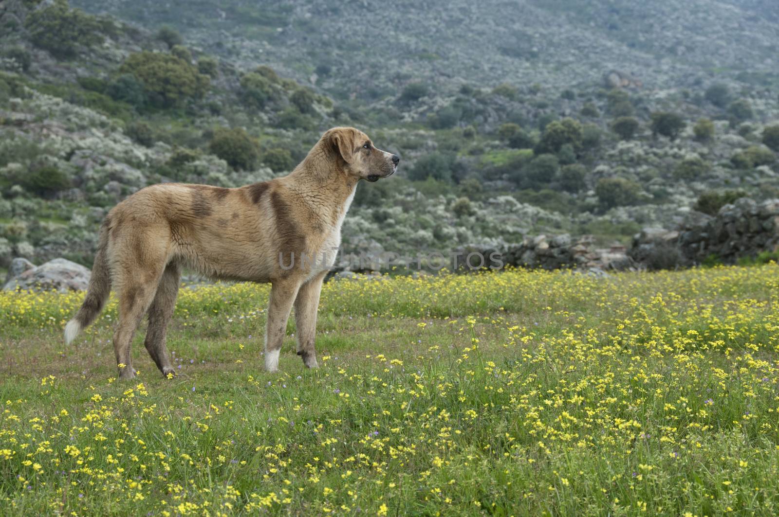 Portrait of sheepdog in a meadow, breed Mastin