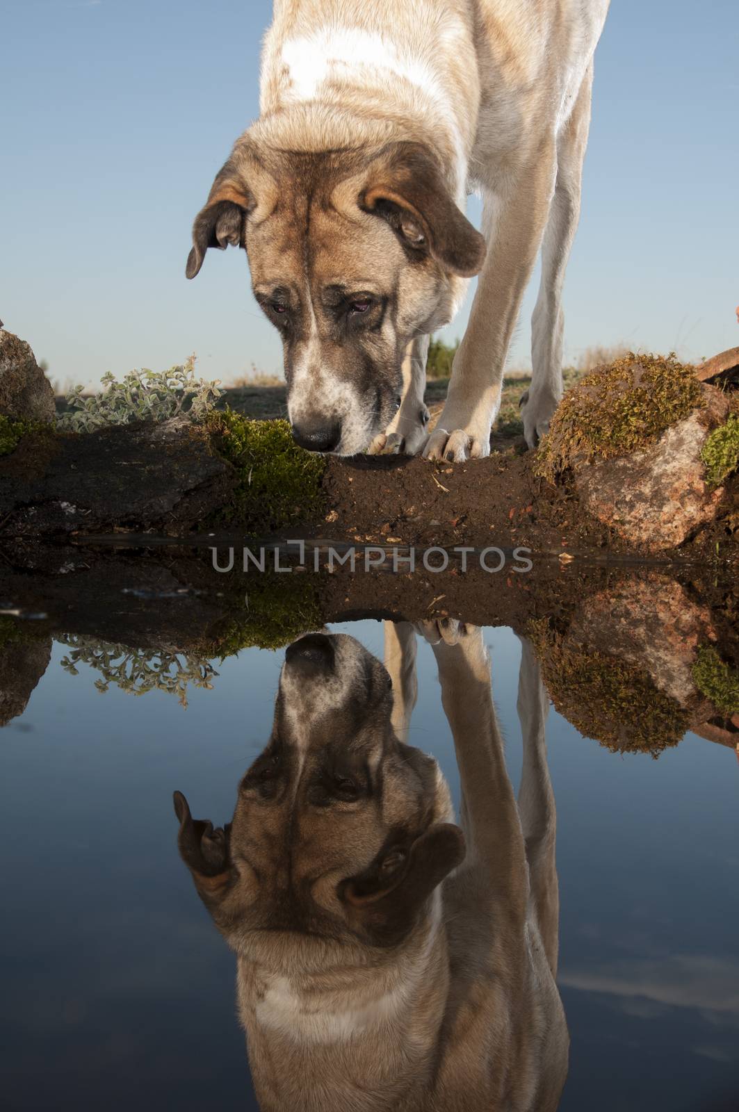 Portrait of sheepdog reflected in the water, Mastin breed by jalonsohu@gmail.com