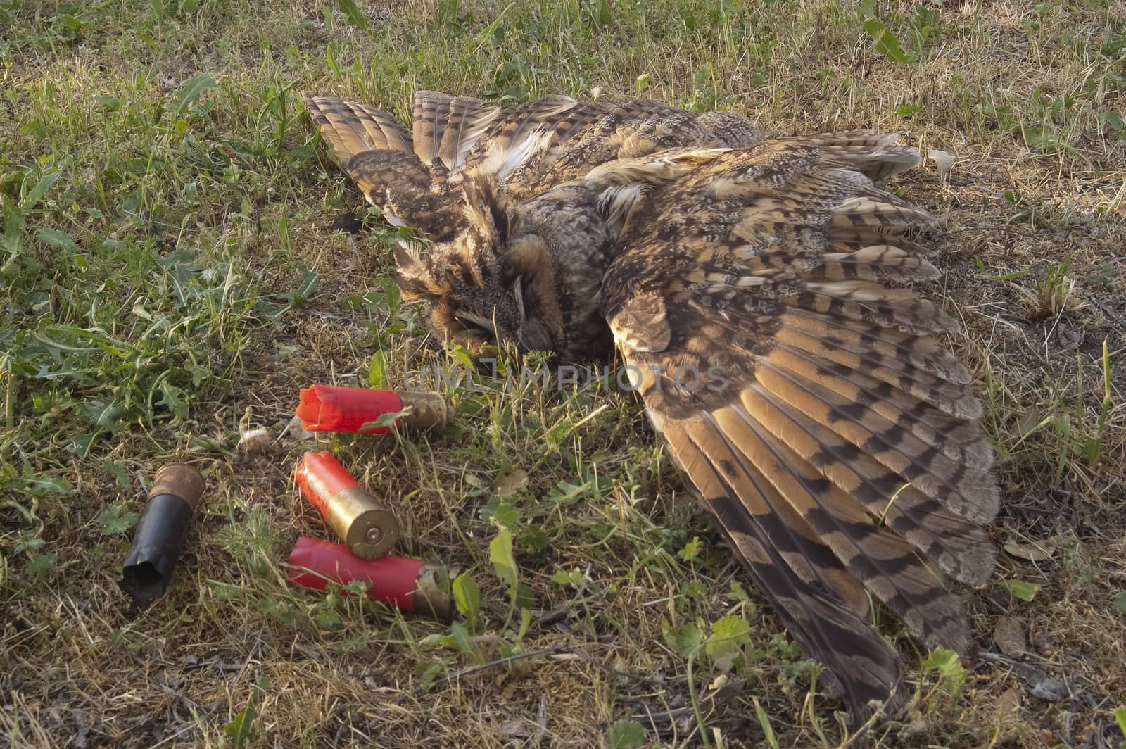 Wild european long-eared owl, Asio otus, killed by shotgun shots