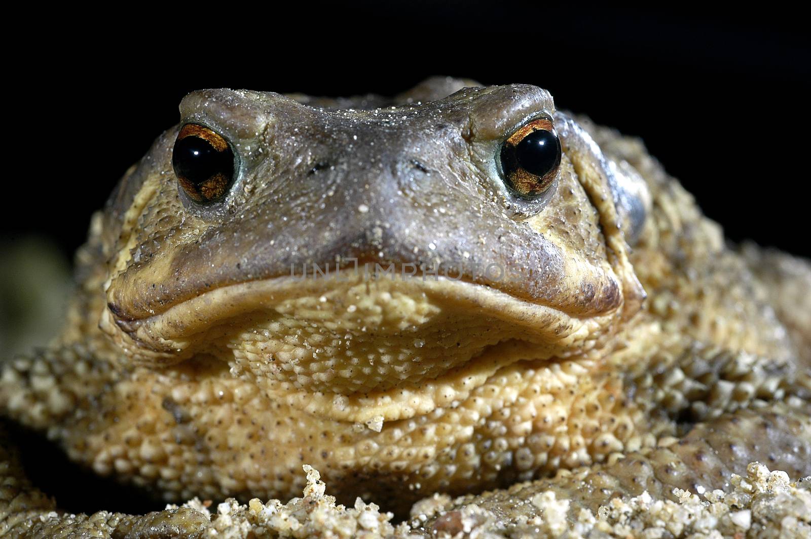 common toad bufo bufo, amphibian