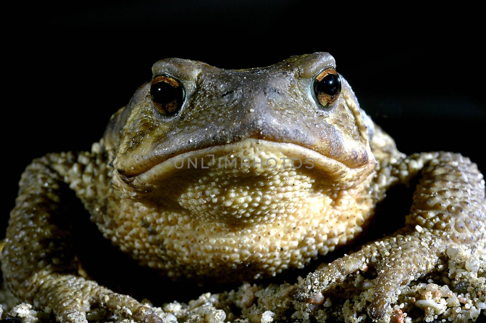 common toad bufo bufo, amphibian