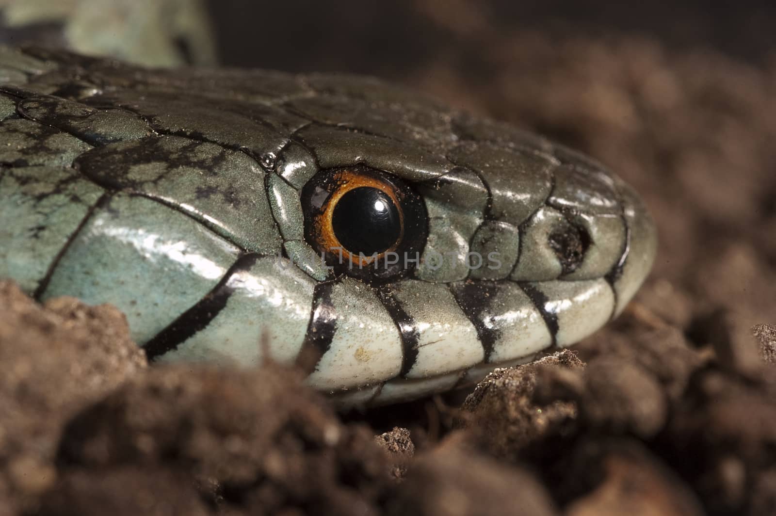 Grass Snake (Natrix natrix), eye, necklace