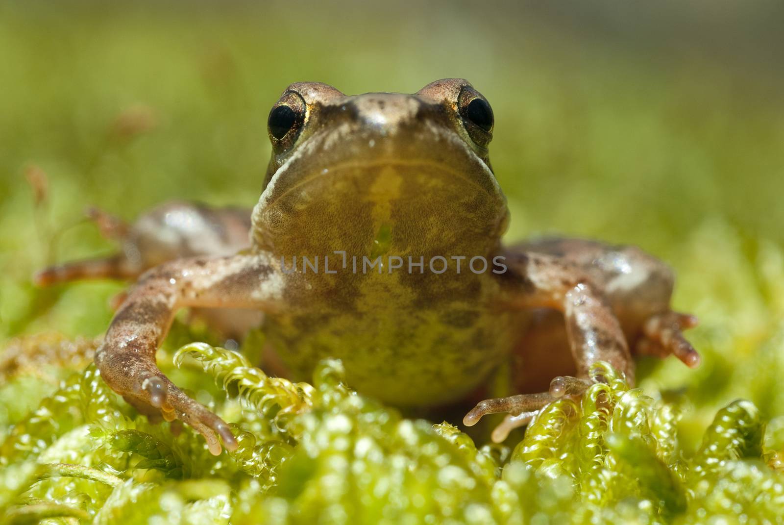 Iberian frog (Rana iberica) leggy frog  by jalonsohu@gmail.com