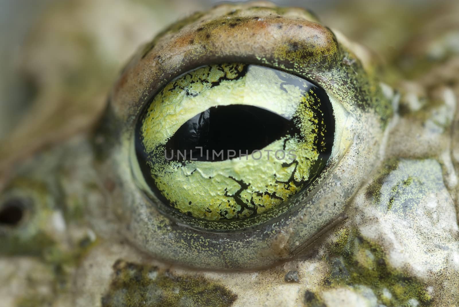 Spadefoot toad, Pelobates cultripes, amphibian by jalonsohu@gmail.com