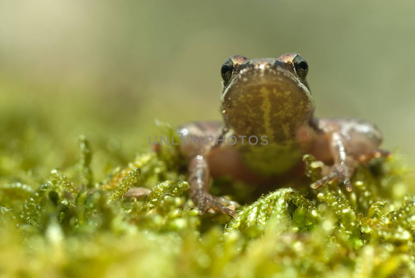 Iberian frog (Rana iberica) leggy frog  by jalonsohu@gmail.com