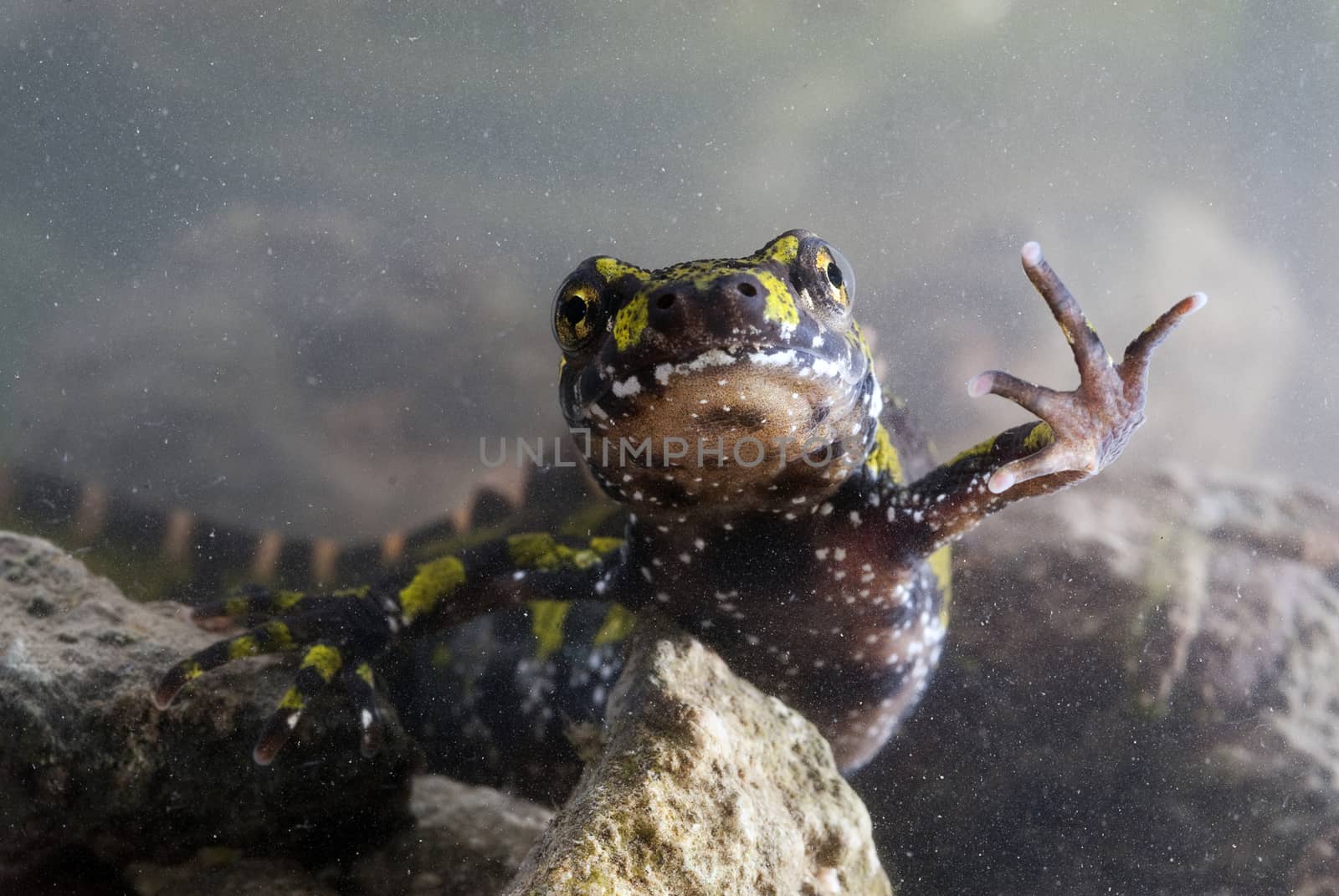 Marbled newt, Triturus marmoratus in the water, crest, amphibian by jalonsohu@gmail.com