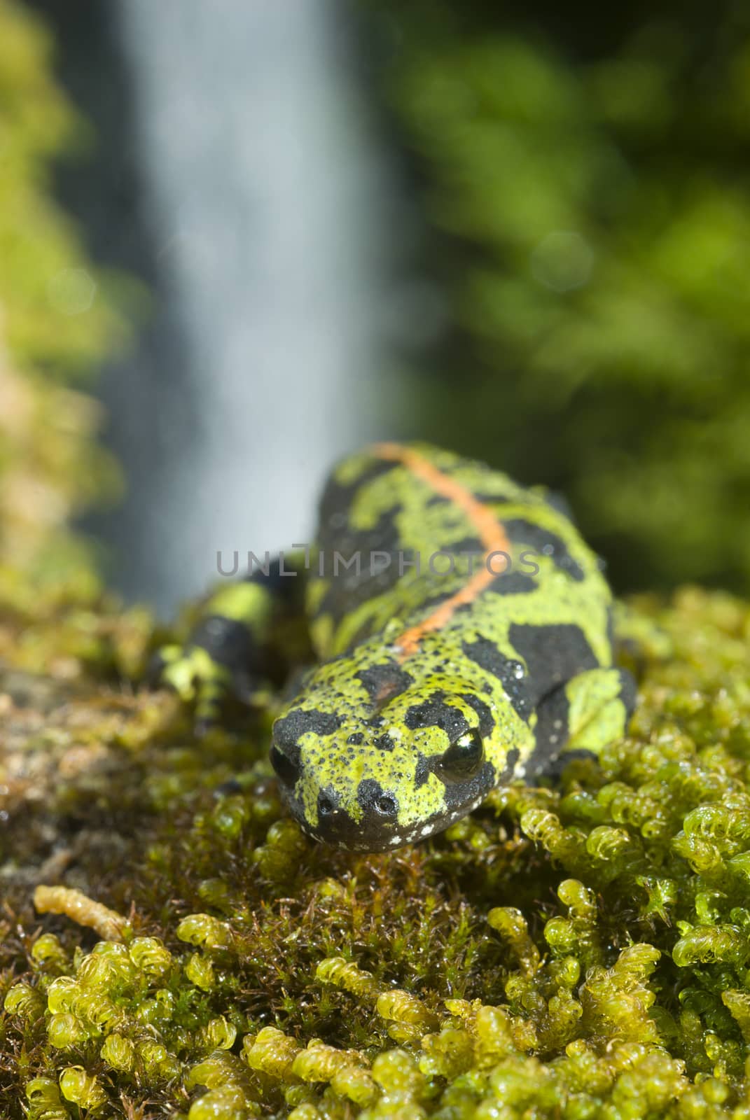 Marbled newt, Triturus marmoratus in the water, crest, amphibian