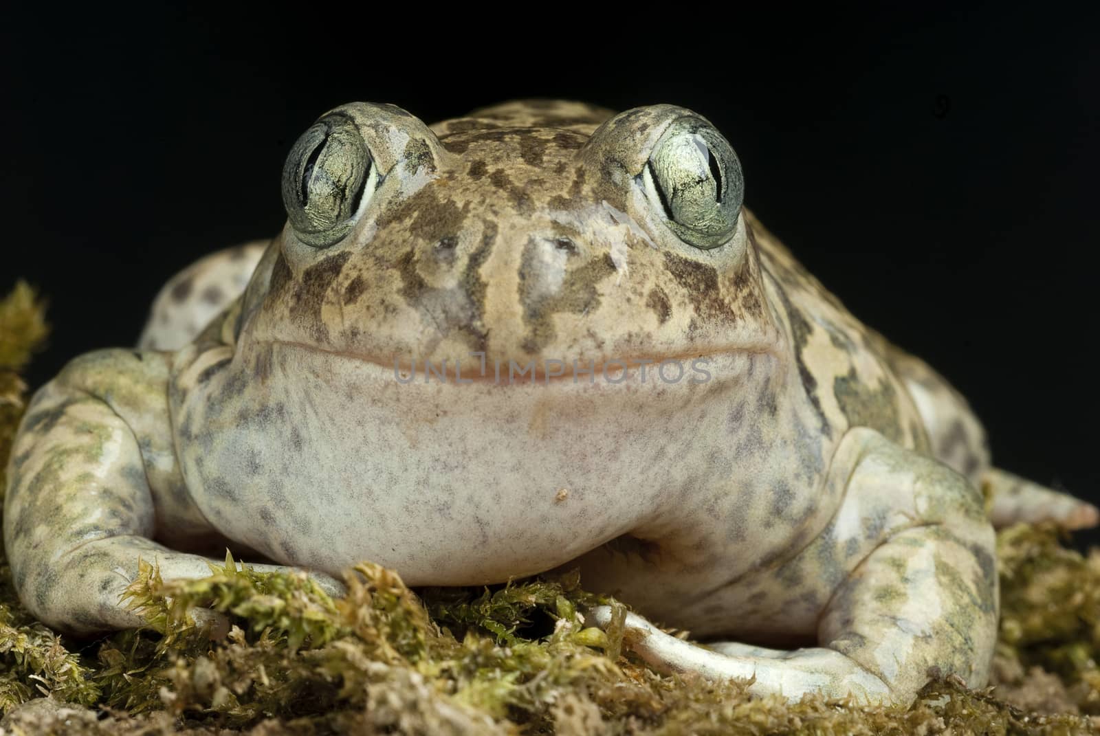 Spadefoot toad, Pelobates cultripes, amphibian by jalonsohu@gmail.com