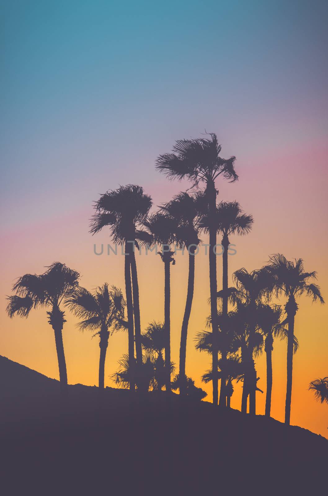 Retro Filtered Tropical Palm Trees Against A Vibrant Sunset With Copy Space Above And Below