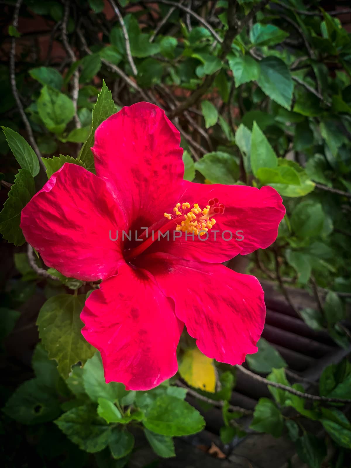 Closeup Red hibiscus flowers