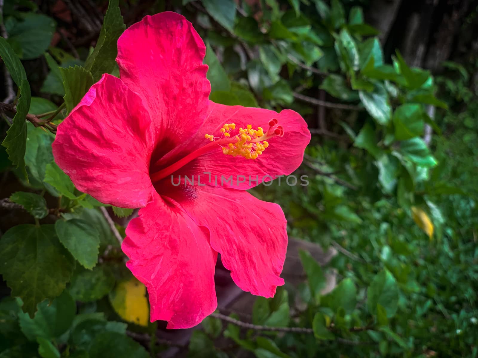 Closeup Red hibiscus flowers