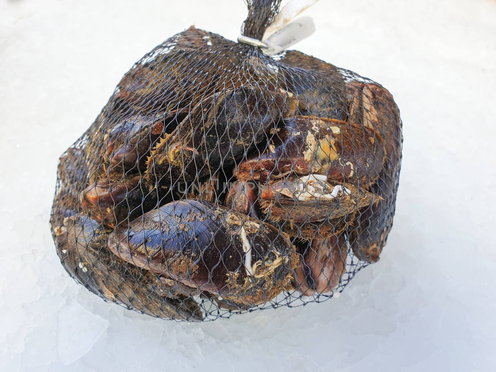 fresh raw mussel in the bag on the ice,close up.