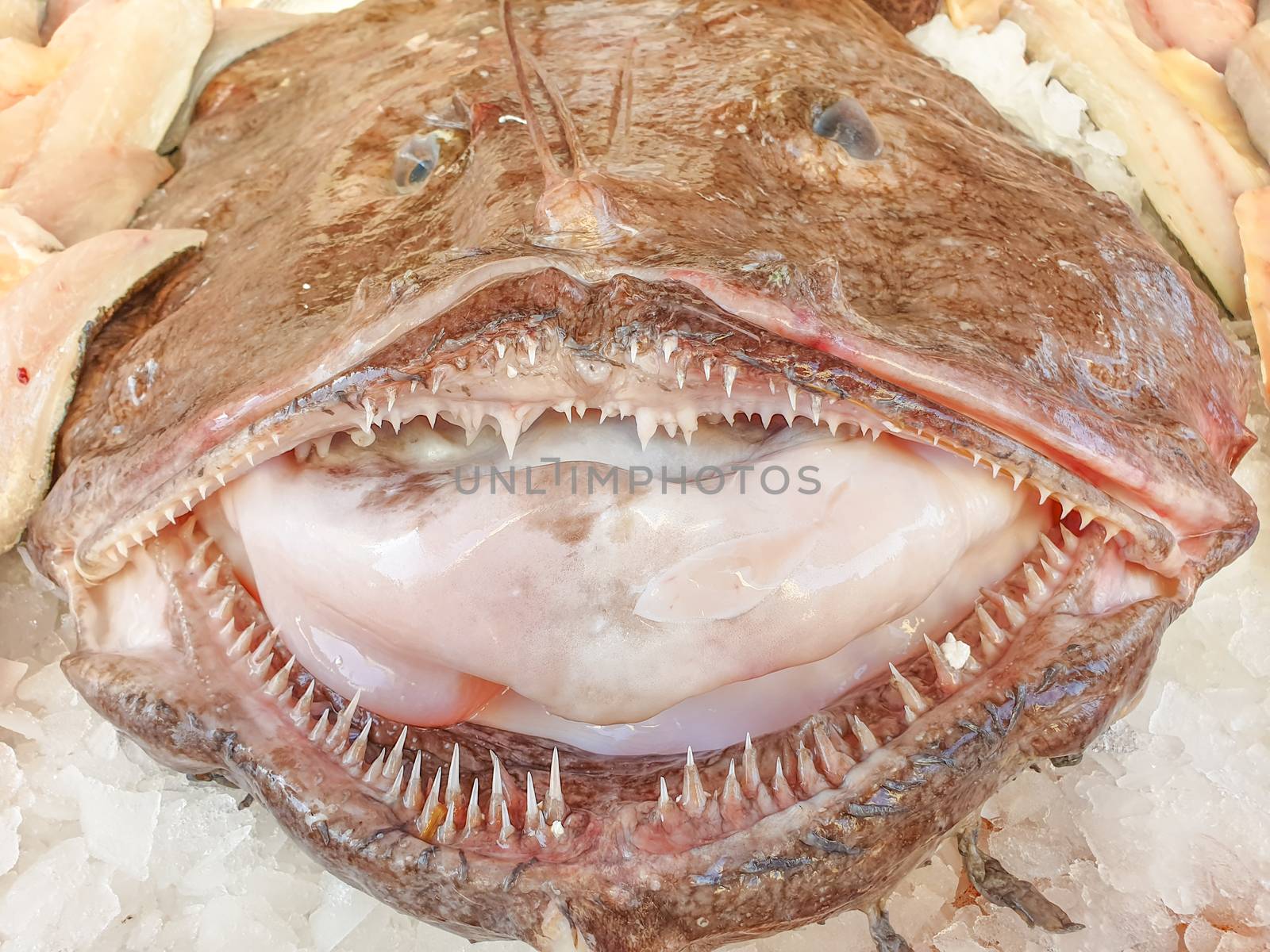 Monkfish on ice close up by Robertobinetti70