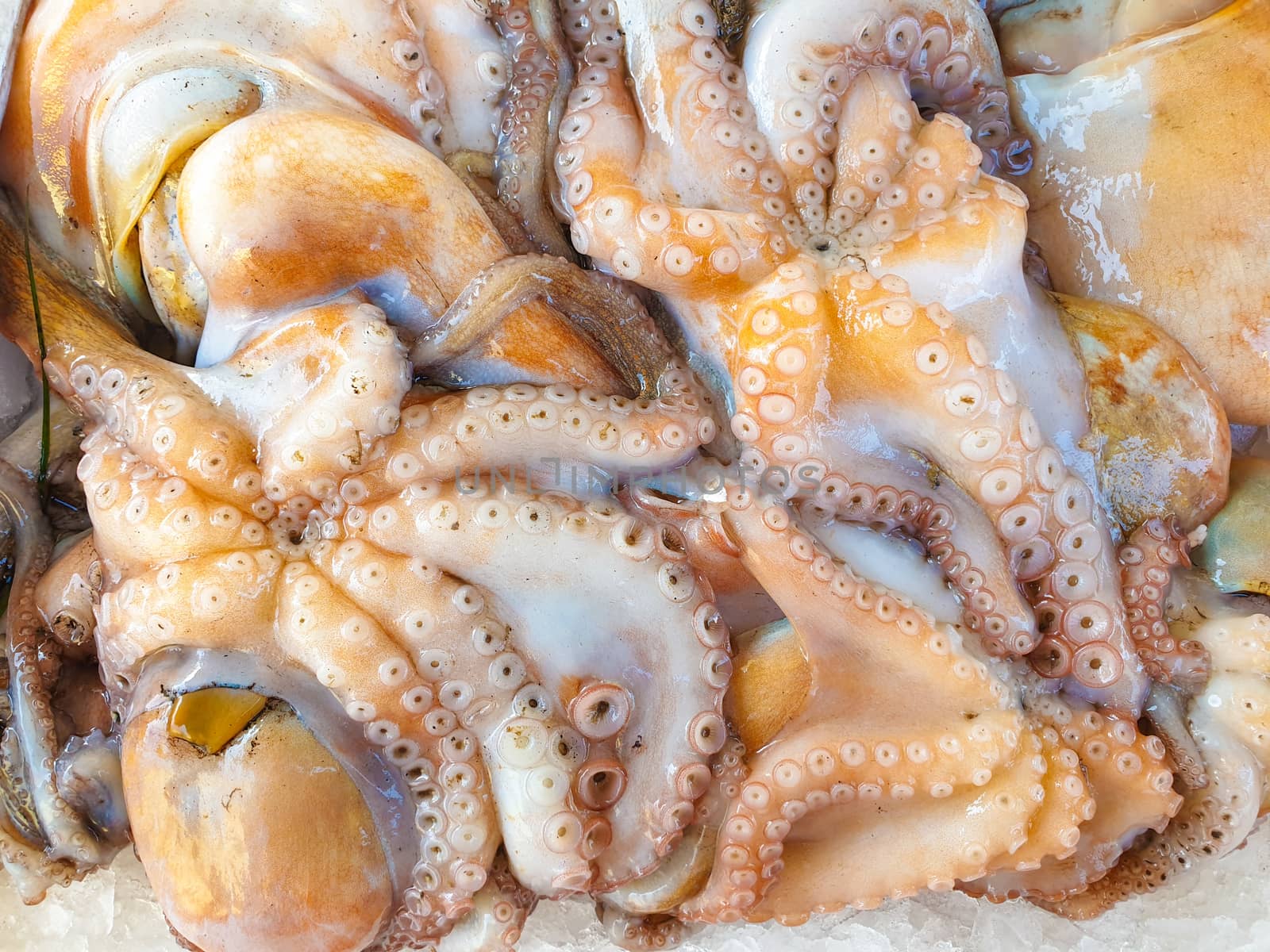 Fresh Octopus on ice at market by Robertobinetti70