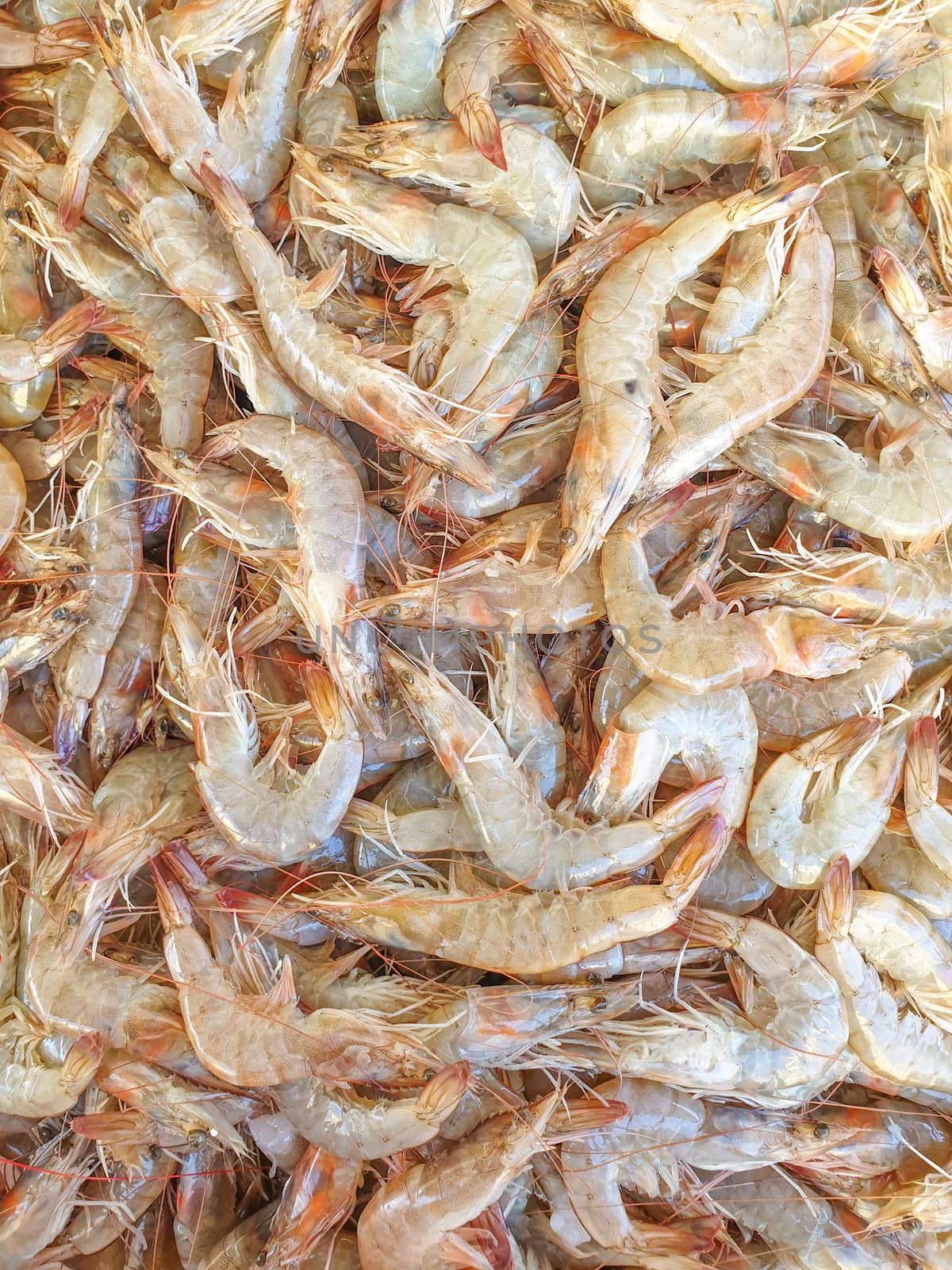Defrost prawn on ice for sale, Fish local market stall with fresh and defrost seafood