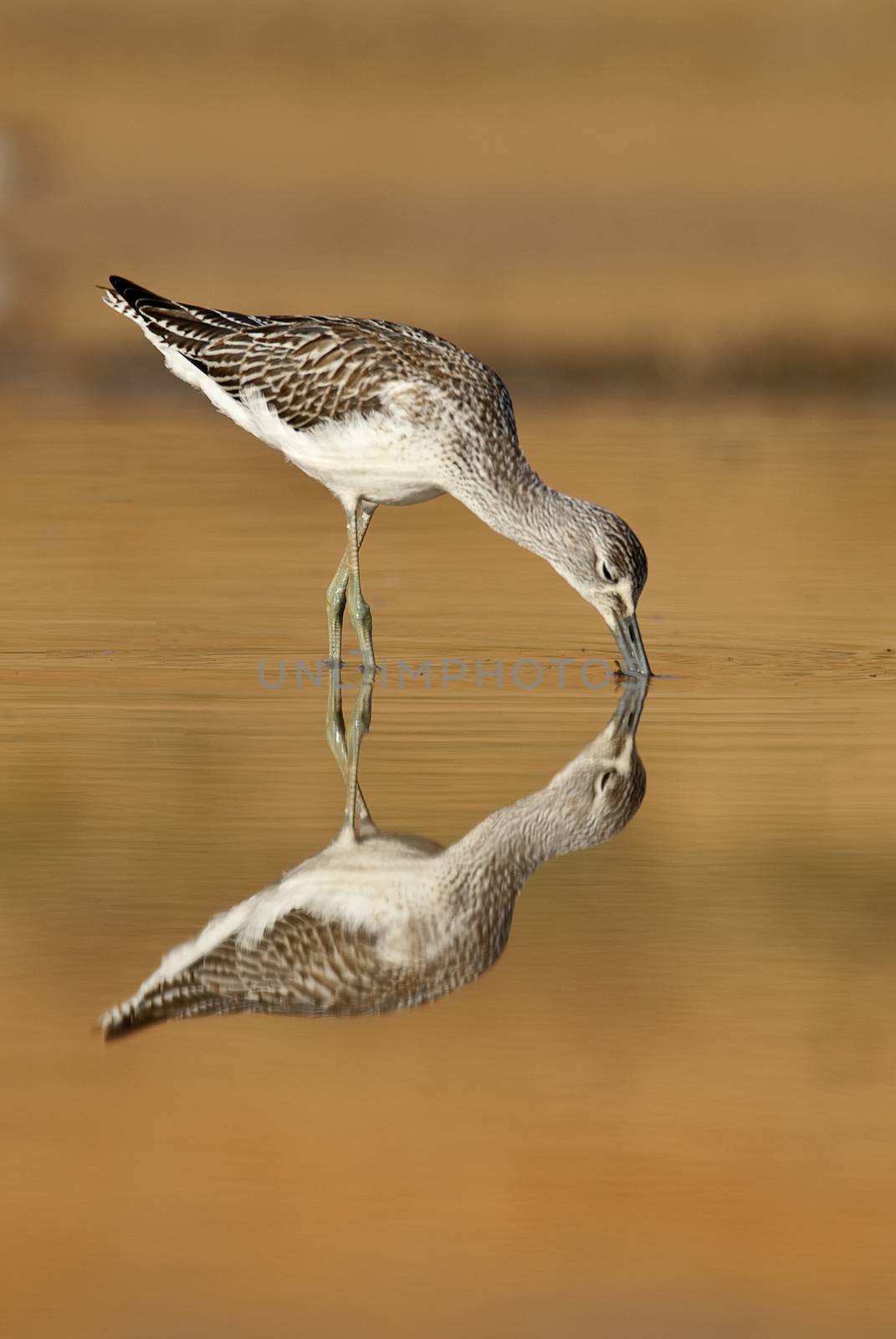 Common Greenshank, Tringa nebularia, Looking for food in the water at sunset