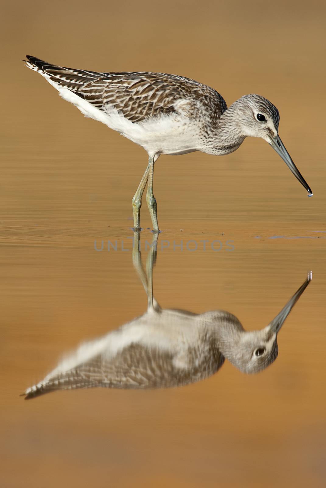 Common Greenshank, Tringa nebularia, Looking for food in the wat by jalonsohu@gmail.com