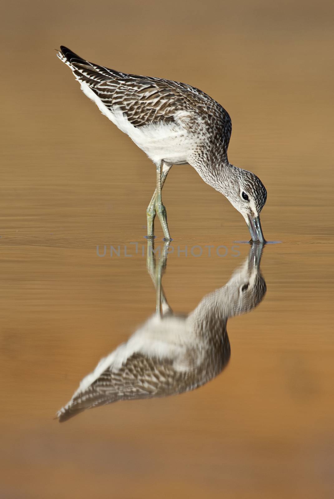 Common Greenshank, Tringa nebularia, Looking for food in the wat by jalonsohu@gmail.com