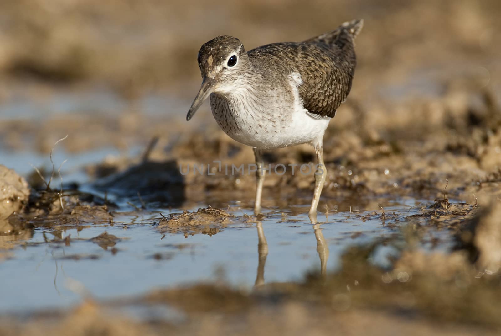 Common sandpiper - Actitis hypoleucos Looking for food in the wa by jalonsohu@gmail.com