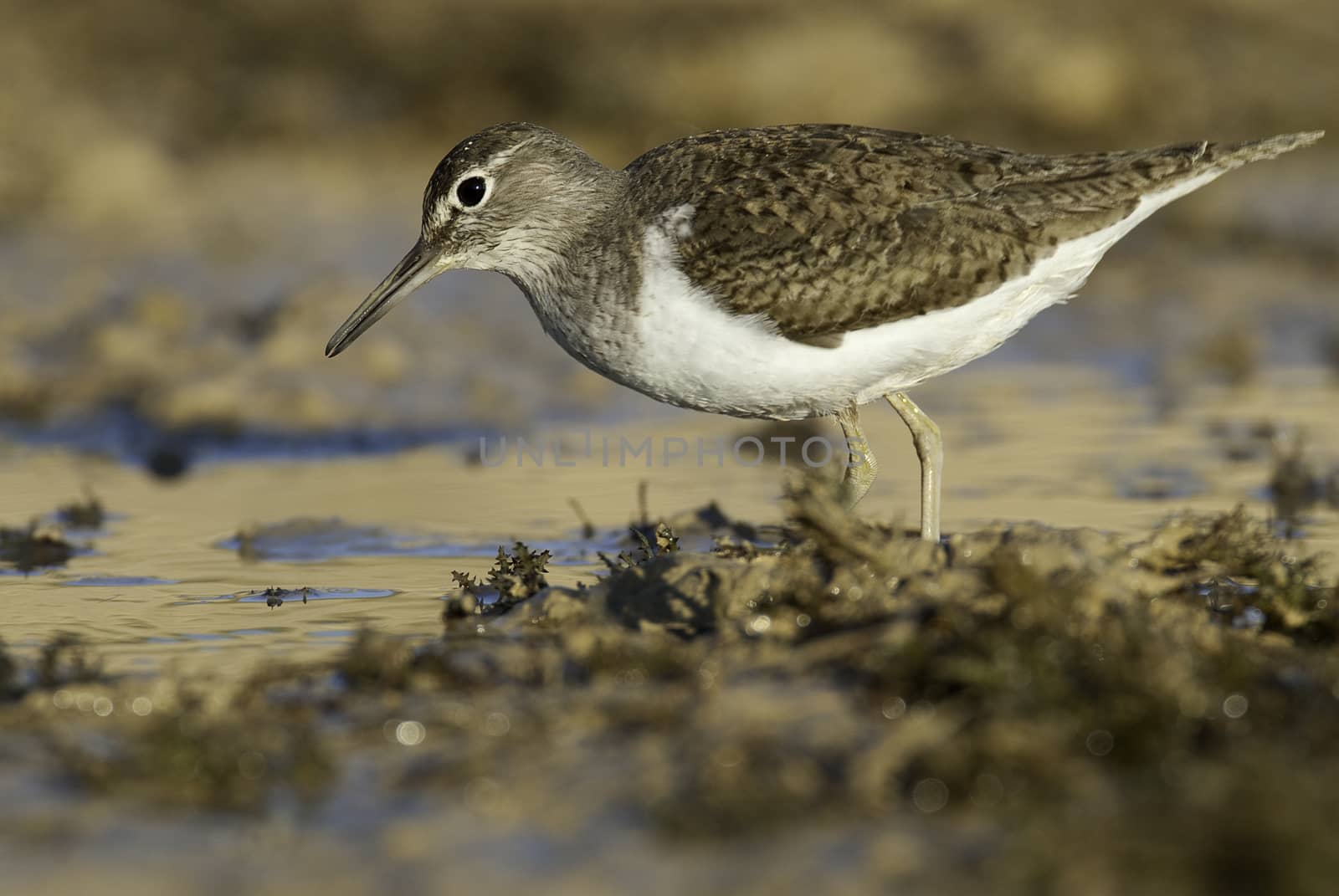 Common sandpiper - Actitis hypoleucos Looking for food in the wa by jalonsohu@gmail.com