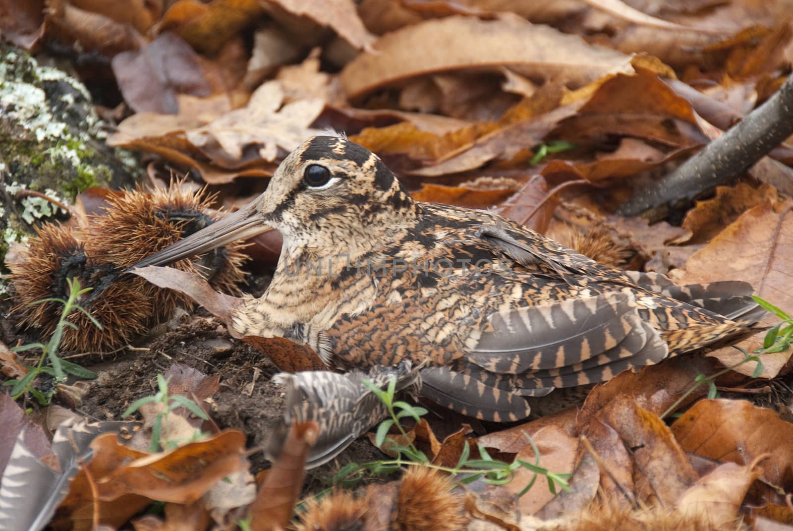Eurasian woodcock, Scolopax rusticola, camouflaged among the lea by jalonsohu@gmail.com