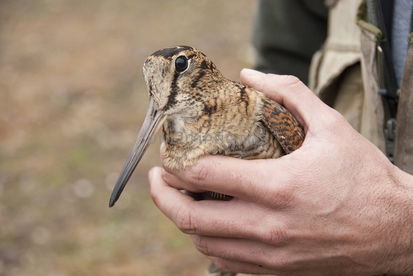 Eurasian woodcock, Scolopax rusticola, in the hands of an ornithologis