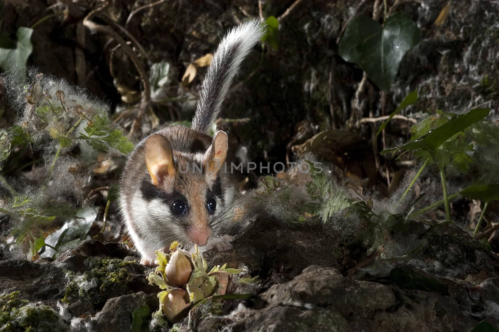 Garden Dormouse, Eliomys Quercinus, Looking for food in the coun by jalonsohu@gmail.com