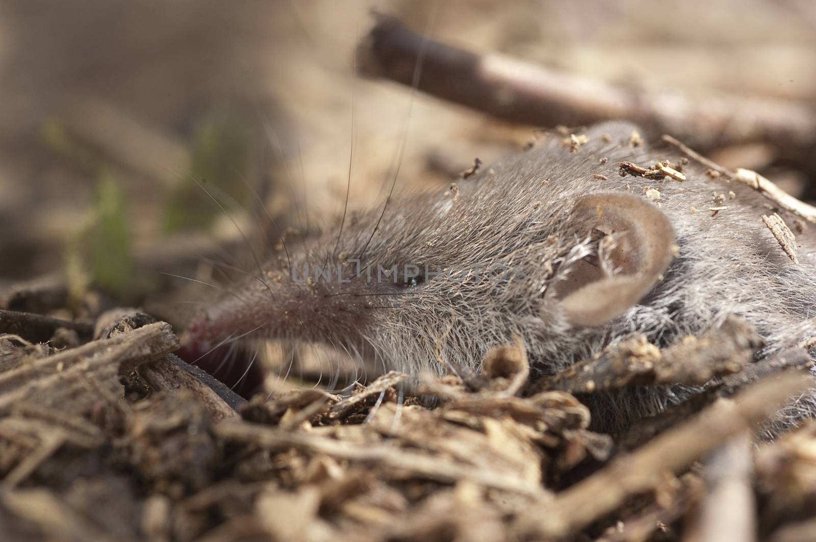 Greater shrew with white teeth (Crocidura russula) coming out of by jalonsohu@gmail.com