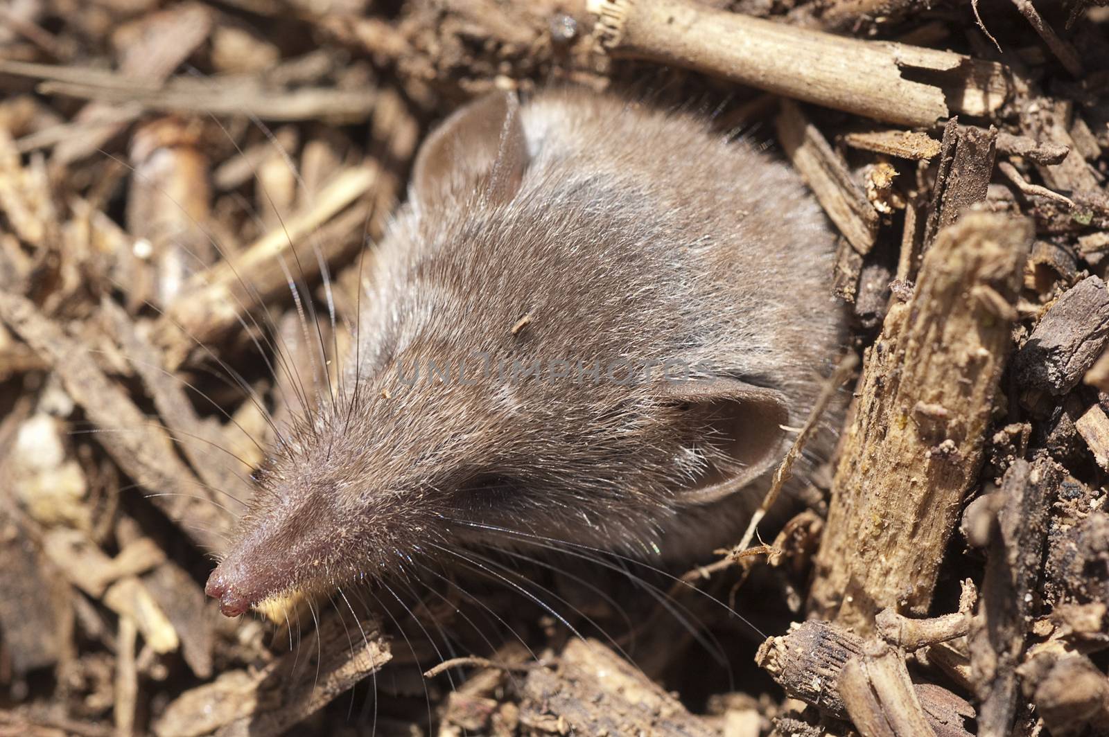 Greater shrew with white teeth (Crocidura russula) coming out of hiding