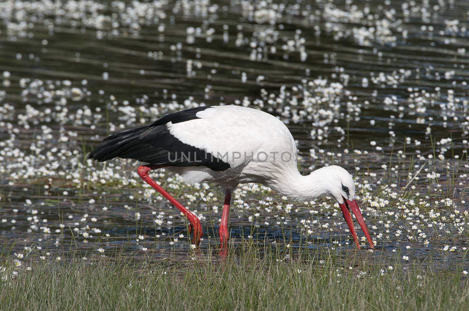 White stork (Ciconia ciconia) on the water in spring by jalonsohu@gmail.com