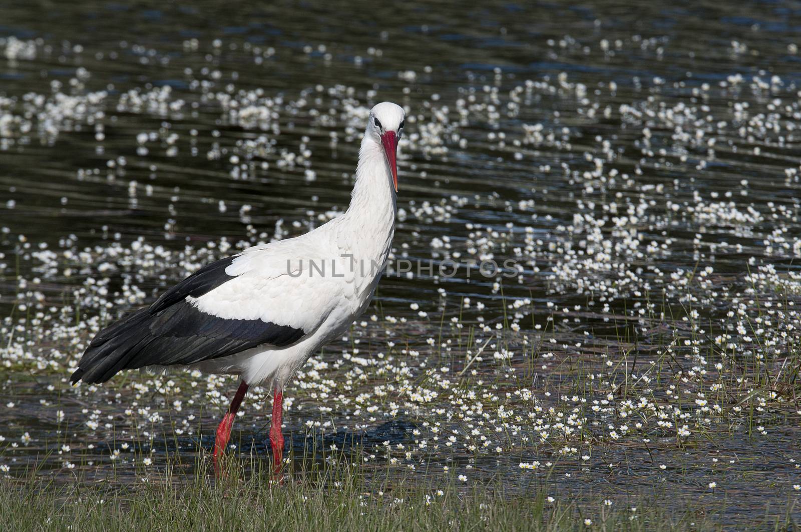 White stork (Ciconia ciconia) on the water in spring